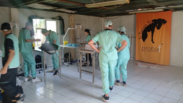 Das Bild zeigt die 7. Tierschutzkampagne in Pinar del Rio im Operationsaal für die Tiere.