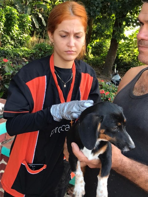 Bild von der Tierschutzaktion auf Kuba gefördert durch die HCH