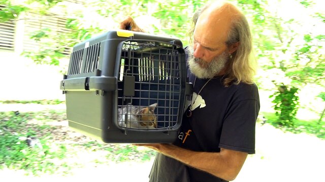 Ein Katzenpatient auf dem Weg zur Behandlung